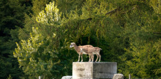 Muffelwild im Gehege Heissiwald in Essen. Foto: Hanne Brandt