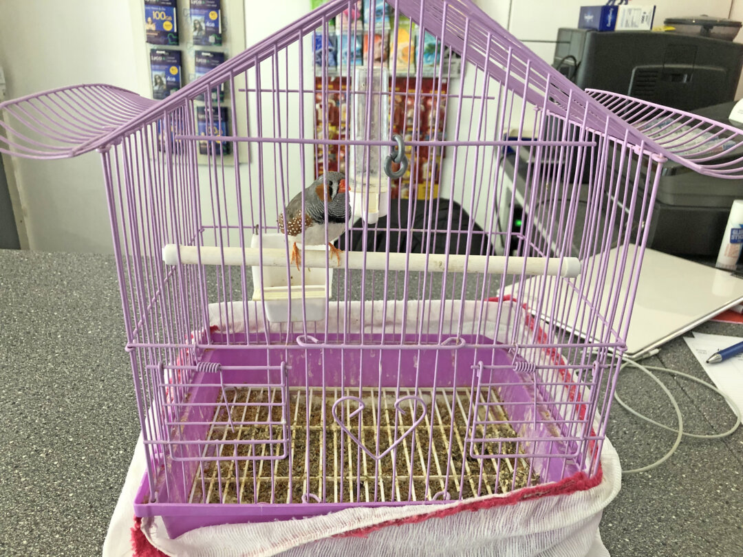 Die Vögel wurden in viel zu kleinen Käfigen gehalten. Foto: Polizei