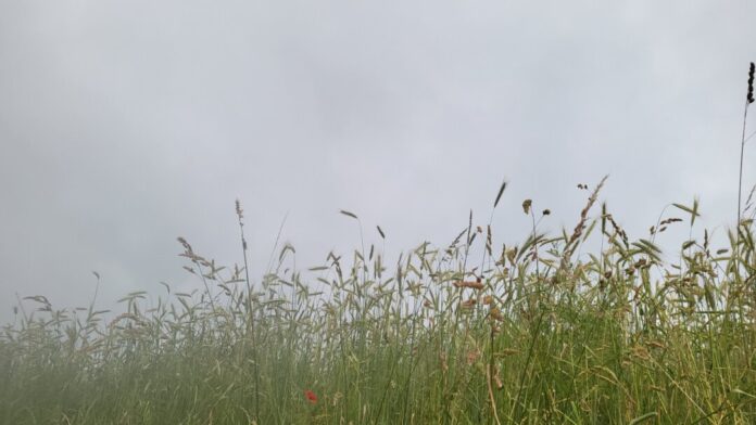 Ein Feld vor bedecktem Himmel. Foto: Volkmann