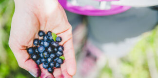 Kleine Beeren sind druckempfindlich und schimmelanfällig. Foto: VZ NRW/adpic