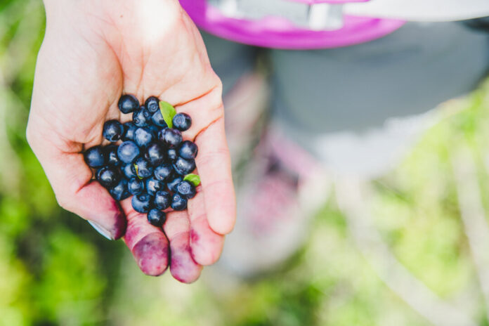 Kleine Beeren sind druckempfindlich und schimmelanfällig. Foto: VZ NRW/adpic