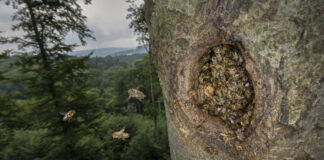 Noch bis zum 5. November läuft die aktuelle Ausstellung um Honigbienen im Wald. Foto: Ingo Arndt