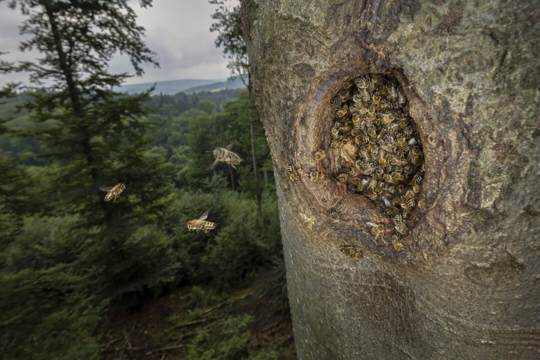 Noch bis zum 5. November läuft die aktuelle Ausstellung um Honigbienen im Wald. Foto: Ingo Arndt
