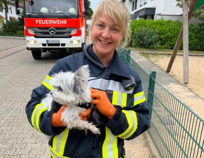 Hündin Lilli wurde von der Feuersehr gerettet und später in die Obhut der Tochter der Verletzten 60-Jährigen übergeben. Foto: FW Langenfeld