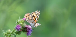 Ein Falter auf einer Kratzdistel. Foto: Farina Graßmann
