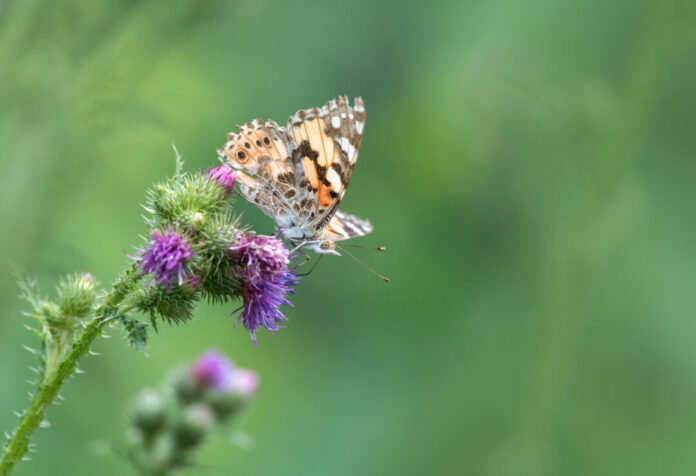 Ein Falter auf einer Kratzdistel. Foto: Farina Graßmann