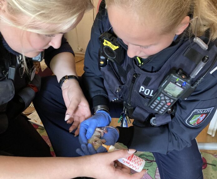 Bei einem Einsatz in einer Wohnung fanden Polizeibeamte ein völlig unterkühltes Katzenbaby und brachten es in eine Tierklinik. Foto: Polizei