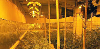 Die Polizei stellte fast 1.000 Cannabis-Pflanzen sicher. Foto: Polizei
