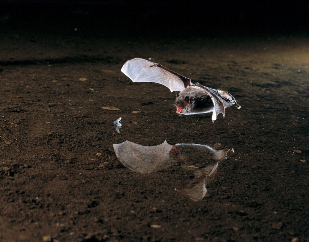Eine Wasserfledermaus im Anflug. Foto: NABU/Dietmar Nill