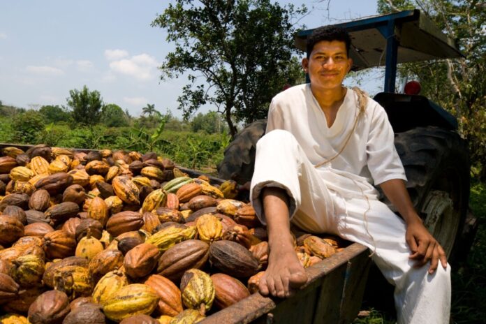 Zweimal im Jahr werden Kakaofrüchte geerntet, bis zur fertigen Schokolade ist es dann noch ein langer Weg. Foto: Heiko Beyer