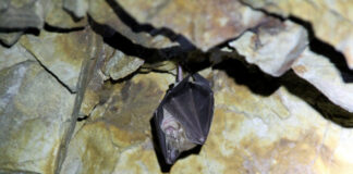Eine Fledermaus in Ruhelage. Symbolfoto: Pixabay