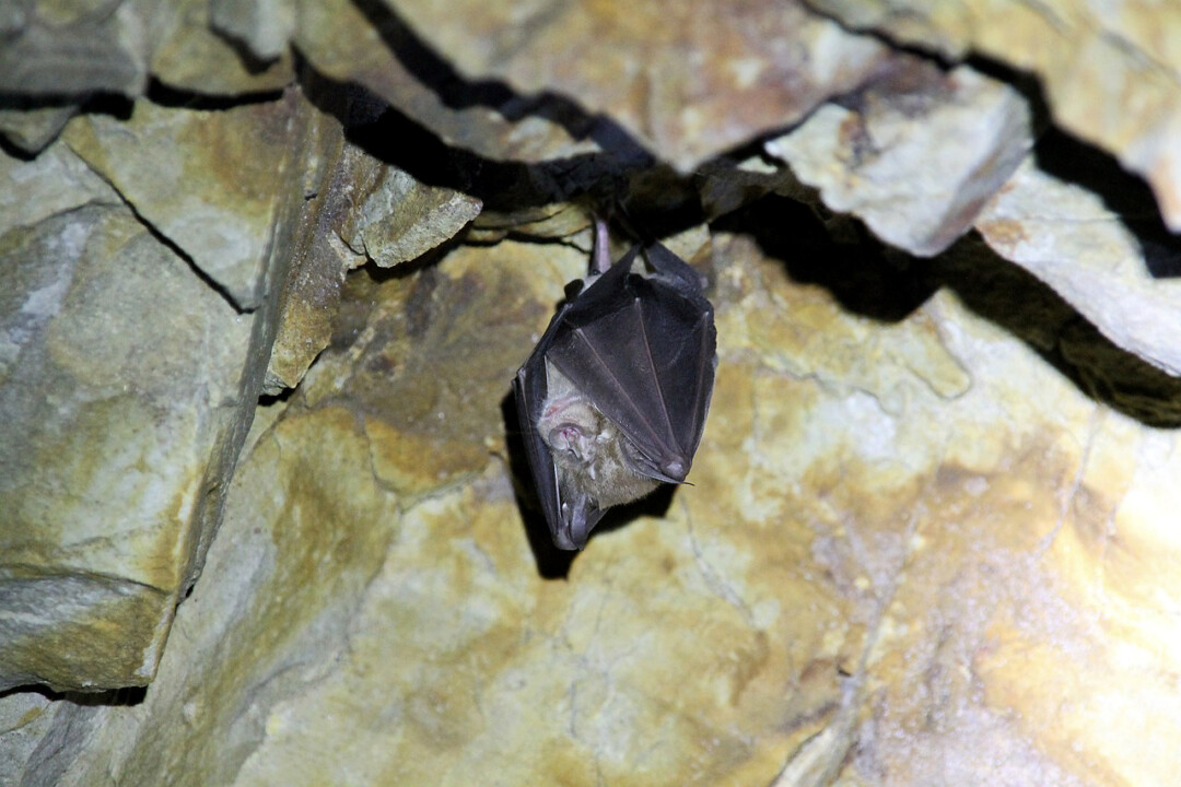 Eine Fledermaus in Ruhelage. Symbolfoto: Pixabay