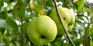 Grundschüler ernten auf der Streuobstwiese Äpfel hängen reif am Baum. Foto: Mathias Kehren