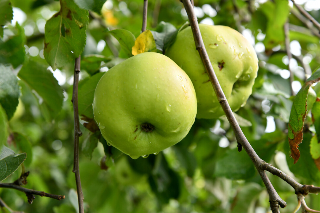 Äpfel hängen reif am Baum - passend zur Jahreszeit wird das Appeltatenfest gefeiert und die Apfelmajestät gewählt. Foto: Mathias Kehren