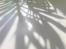 Der Schatten einer Pflanze ist zu sehen. Foto: Volkmann