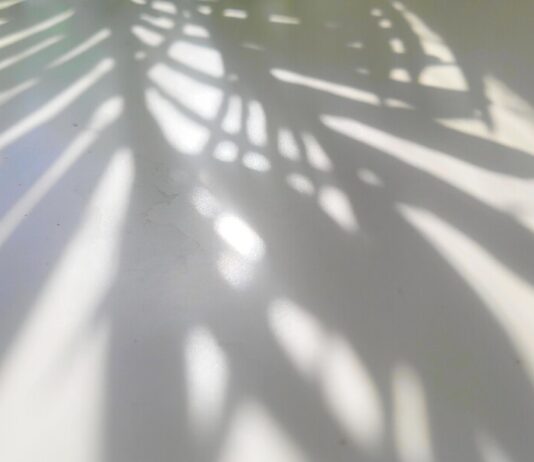 Der Schatten einer Pflanze ist zu sehen. Foto: Volkmann