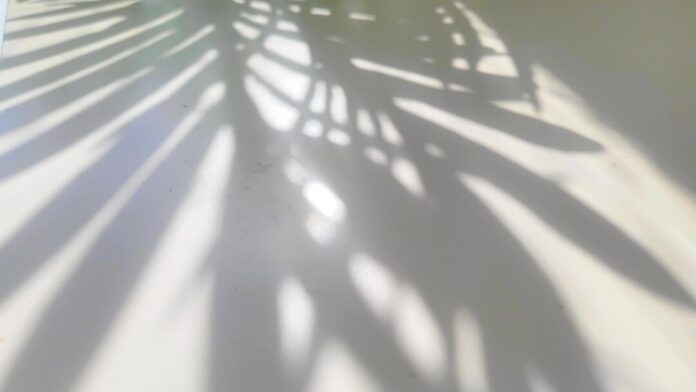 Der Schatten einer Pflanze ist zu sehen. Foto: Volkmann