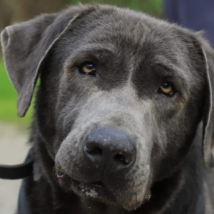 Labrador Raffi kann ein treuer Begleiter sein für ausgiebige Spaziergänge und auch für längere Autofahrten. Foto: Tierheim Velbert