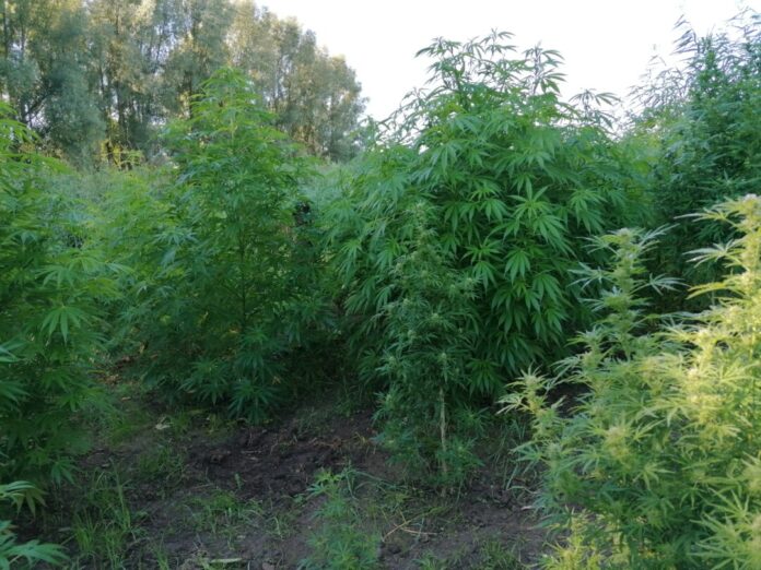 Bis zu zweit Meter hoch wuchsen die Cannabispflanzen. Foto: Polizei