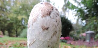 Ein Schopftintling - der Coprinus comatus. Foto: Regina Thebud-Lassak