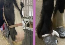 Für das Therapiepferd "Jack" ist eine Operation notwendig. Foto: Gofundme