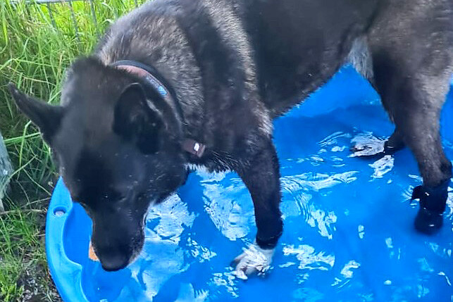 Zampa liegt Wasser. Foto: Tierheim Velbert