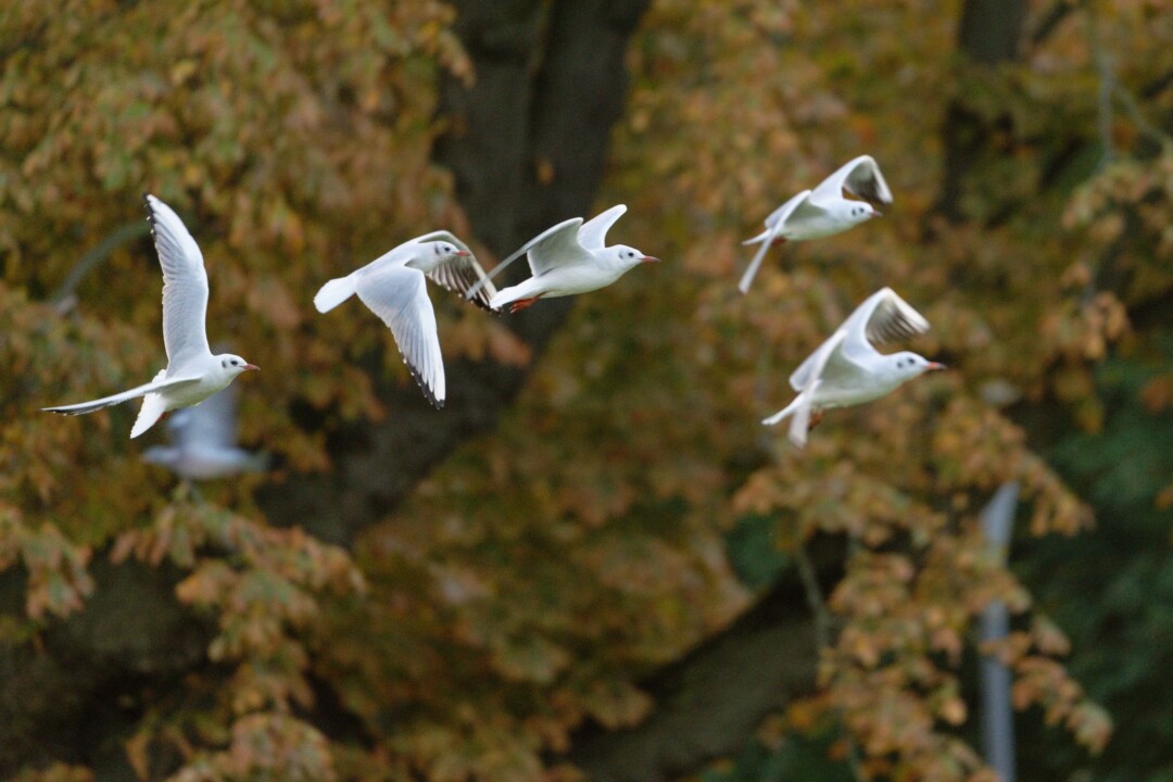 Möwen starten am Rheinufer in Düsseldorf zu ihrem Flug.