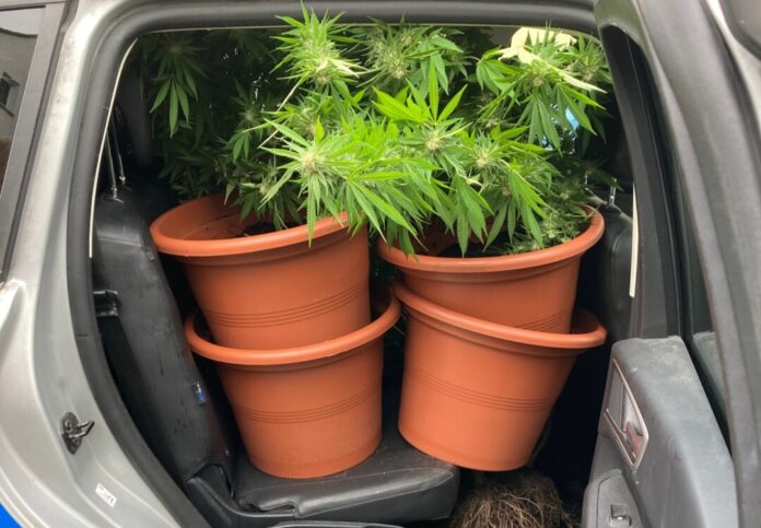 Die Pflanzen verfrachtet die Polizei in ihren Einsatzwagen. Foto: Polizei