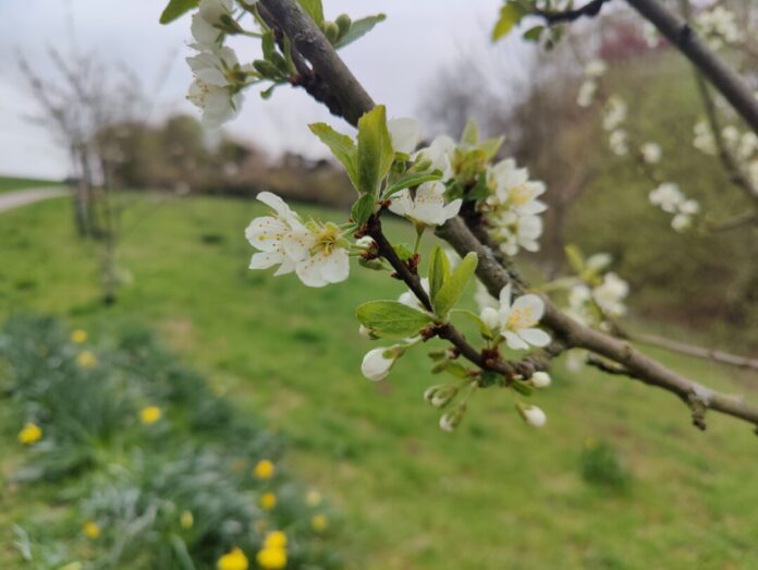 Im Comberg-Park soll gemeinsam gepflanzt werden. Foto: privat