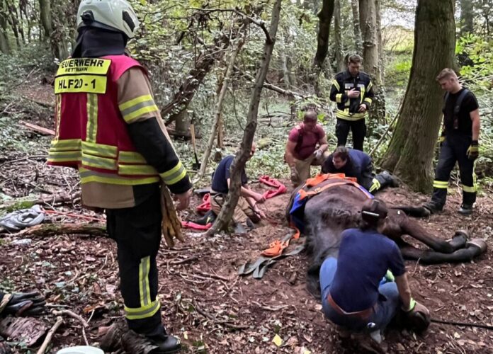 Rund 30 Einsatzkräfte waren vor Ort aktiv. Foto: FW Mettmann