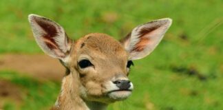 Kitzretter-Wochenende: Moderne Drohnentechnik im Einsatz für den Wildtierschutz Ein Rehkitz steht auf einer Wiese. Foto: pixaybay