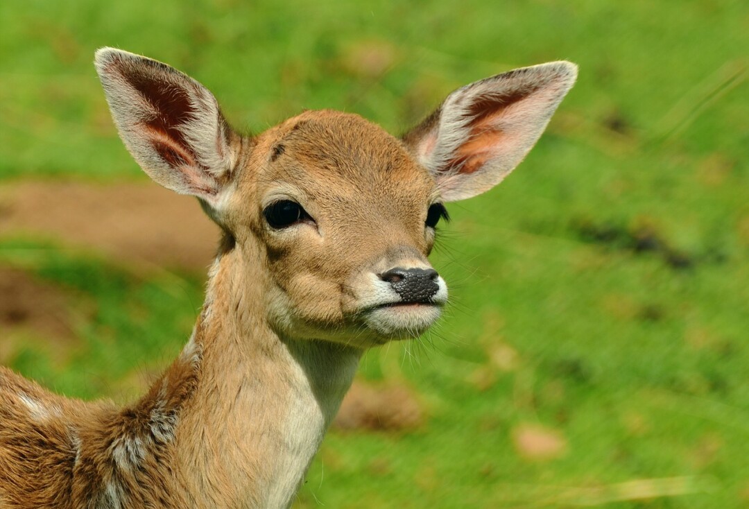 Ein Rehkitz steht auf einer Wiese. Foto: pixaybay