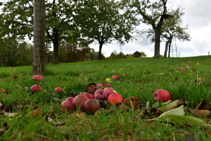 Mehr Obstbäume in den Gärten sind gut für das Klima und liefern schmackhaften Ertrag. Foto: Mathias Kehren