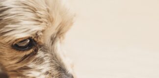 Ein Yorkshire Terrier ist zu sehen. Foto: pixabay