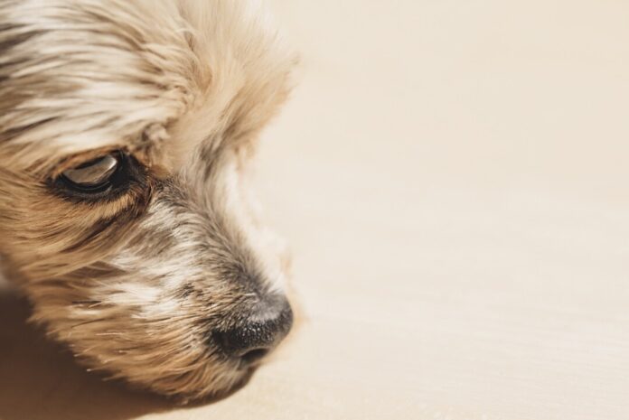 Ein Yorkshire Terrier ist zu sehen. Foto: pixabay