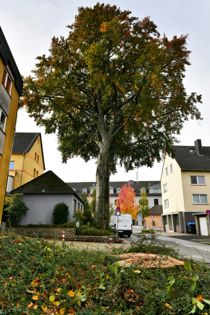 Großer Baum im herbstlichen Stadtviertel.