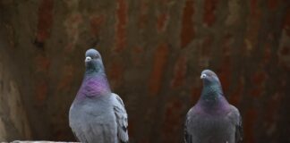 Zwei Tauben sitzen auf einer Mauer. Foto: pixabay
