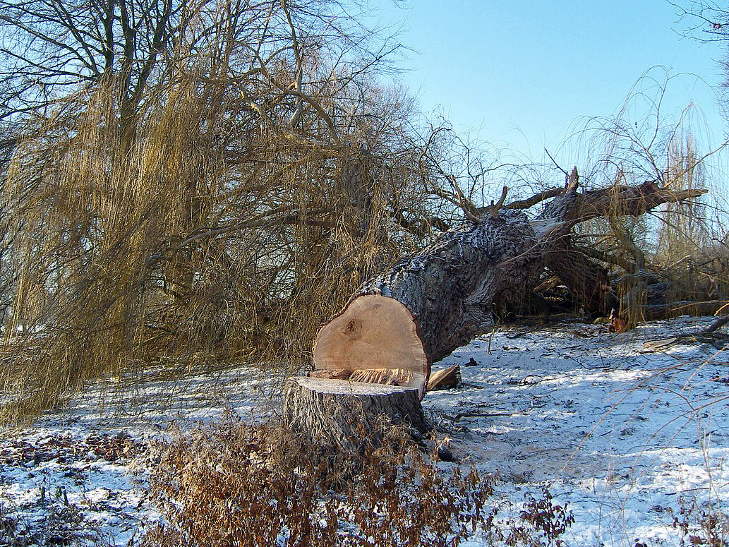 Umgefallener Baum im verschneiten Winterwald.