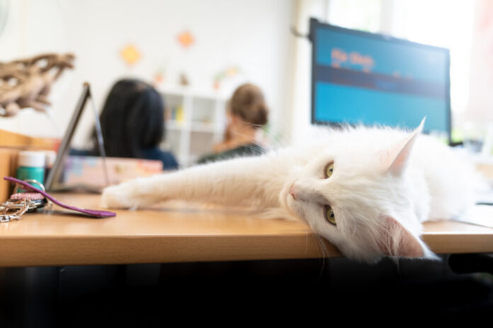 Der achtjährige Maine Coon Kater Oz ist eine der wenigen Samtpfoten, die als „Working Cat“ in der sogenannten tierbegleitenden Therapie tätig sind. Foto: Evangelisches Klinikum Gelsenkirchen