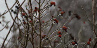 Zweige mit roten Beeren im Winter.