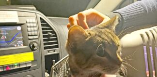Die Polizei brachte die Katze zunächst zur Wache, ehe sie dann ans Tierheim übergeben wurde. Foto: Polizei