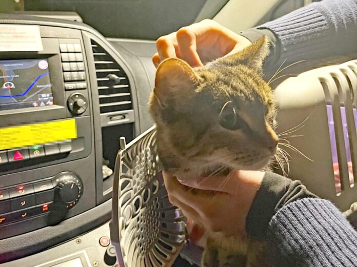 Die Polizei brachte die Katze zunächst zur Wache, ehe sie dann ans Tierheim übergeben wurde. Foto: Polizei