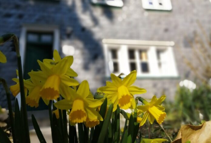 Das Offene Atelier befindet sich im Haus Langensiepen. Foto: Bergische Diakonie Osterglocken vor unscharfem Haus im Frühling.