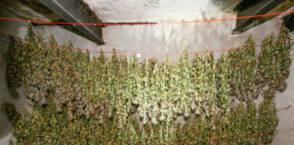 Die Essener Polizei hat eine Cannabis-Plantage in einem Hausanbau entdeckt. Foto: Polizei Essen