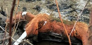 Dieses "Pferd" lag im Wasser. Foto: Polizei