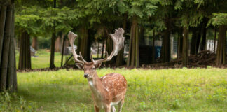 Im Wildgehege Heissiwald werden wie Ostereier gesucht. Foto: Förderverein Wildgatter Essen Heissiwald/Hanne Brandt