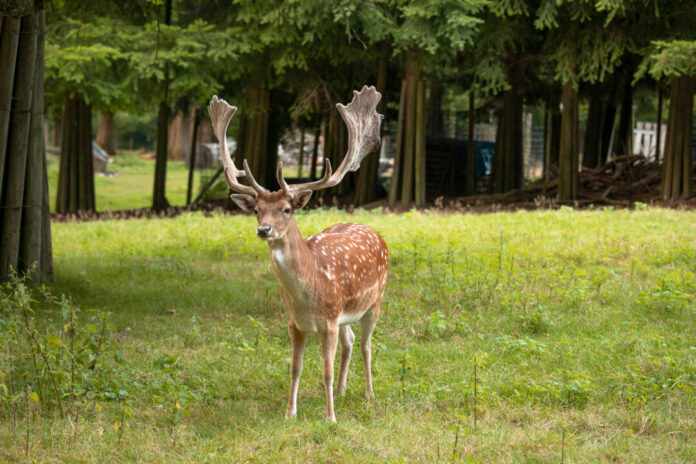 Im Wildgehege Heissiwald werden wie Ostereier gesucht. Foto: Förderverein Wildgatter Essen Heissiwald/Hanne Brandt