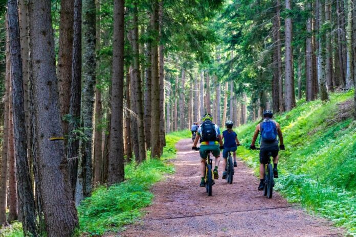 Mountainbiker auf Waldweg durch Nadelwald.