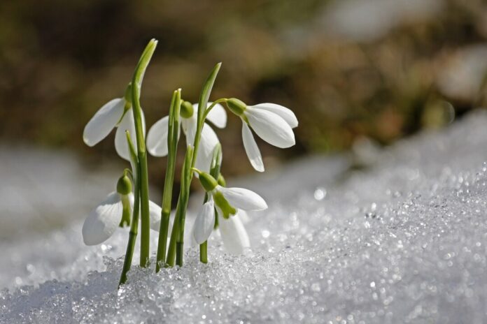 Schneeglöckchen blühen im geschmolzenen Schnee.
