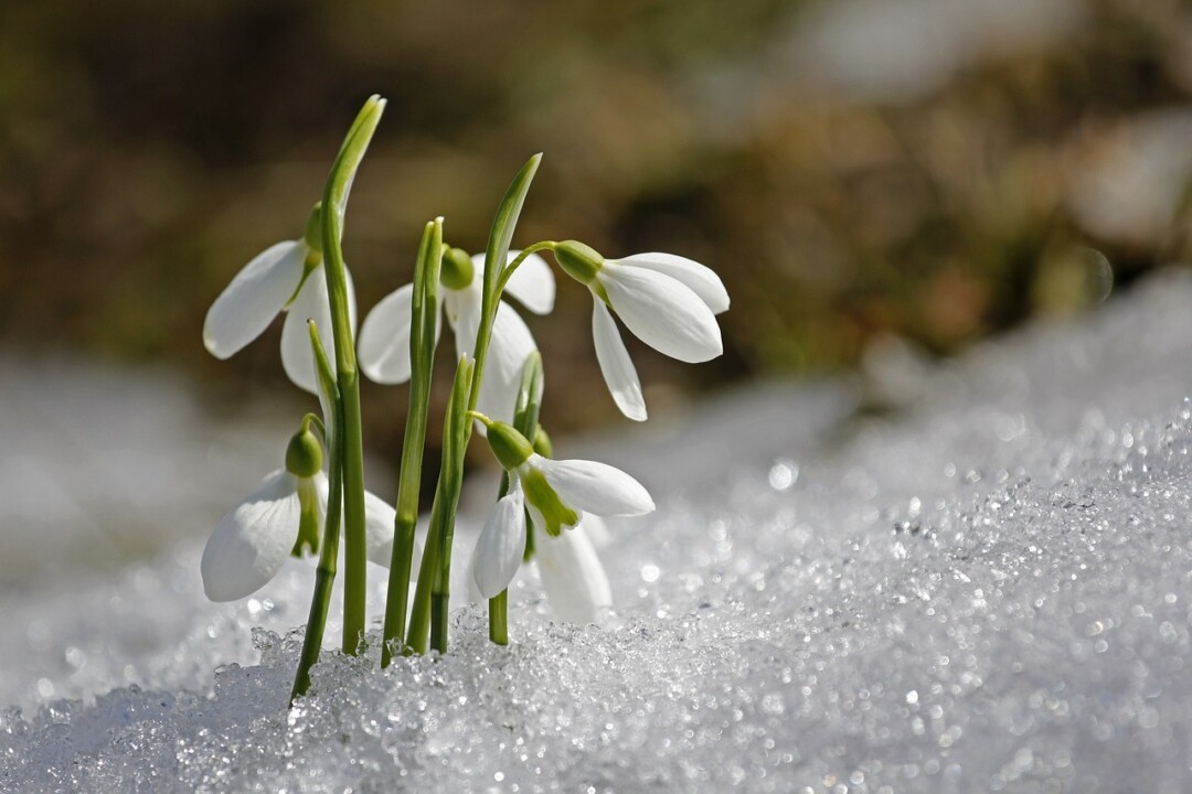 Schneeglöckchen blühen im geschmolzenen Schnee.